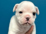 5 chiots type Old English Bulldog à vendre