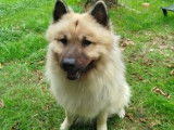 Mâle Eurasier disponible pour saillie