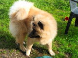 Mâle Eurasier disponible pour saillie