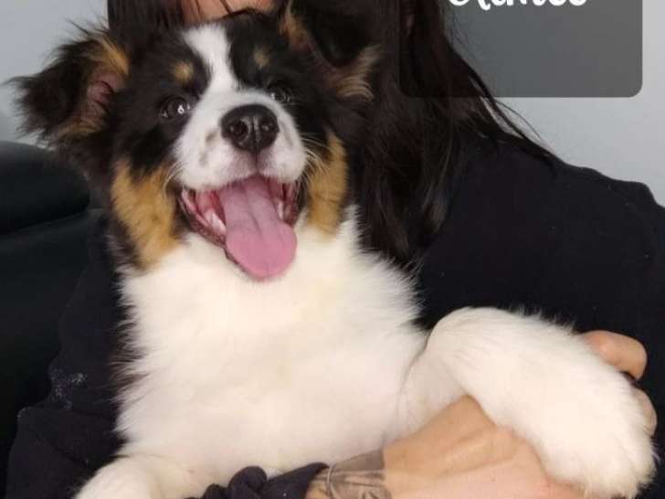 Chiots Berger Australien LOF à vendre