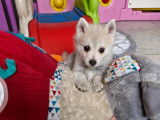 Chiots Pomsky F2 à vendre