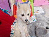 Chiots Pomsky F2 à vendre