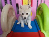 Chiots Pomsky F2 à vendre