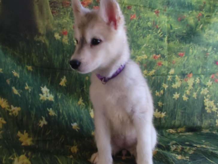 Chiots Husky de Sibérie à vendre