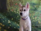 Chiots Husky de Sib&eacute;rie &agrave; vendre
