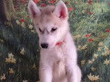Chiots Husky de Sib&eacute;rie &agrave; vendre