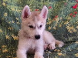 Chiots Husky de Sib&eacute;rie &agrave; vendre