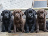 Chiots Labrador chocolat et noirs à vendre
