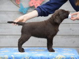 Chiots Labrador chocolat et noirs à vendre