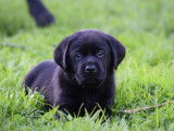 Chiots Labrador chocolat et noirs à vendre