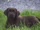 Chiots Labrador chocolat et noirs à vendre