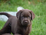 Chiots Labrador chocolat et noirs à vendre