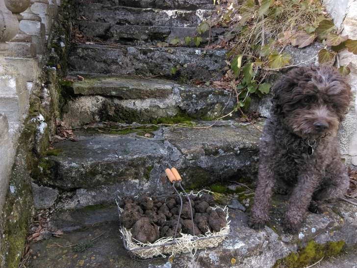 Date de naissance au top pour travailler à la truffe cet hiver dans de très bonnes conditions.
