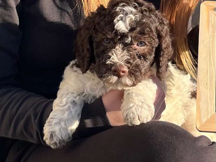 Azur cherche encore son maître