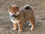 Chiots Shiba Inu LOF à vendre