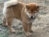 Chiots Shiba Inu LOF à vendre