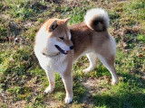 Chiots Shiba Inu LOF à vendre