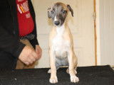 5 chiots Whippets LOF disponibles à la vente
