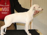 5 chiots Whippets LOF disponibles à la vente