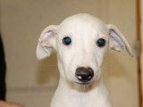 5 chiots Whippets LOF disponibles à la vente