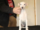 5 chiots Whippets LOF disponibles à la vente