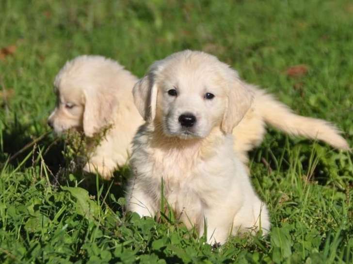 2 chiots mâles Golden Retrievers LOF à acheter