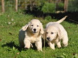 2 chiots mâles Golden Retrievers LOF à acheter