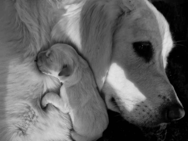 À réserver 8 chiots Golden Retrievers LOF