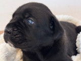 Disponibles à la réservation 2 chiots Cane Corso LOF