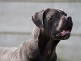 Disponibles à la réservation 2 chiots Cane Corso LOF