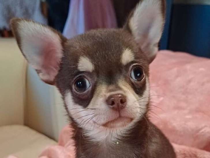À réserver 2 chiots mâles Chihuahuas LOF