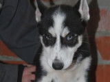 3 chiots Huskies de Sibérie LOF disponibles à la vente