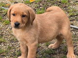 &Agrave; vendre 2 chiots femelles Labrador Retrievers LOF