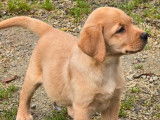 &Agrave; vendre 2 chiots femelles Labrador Retrievers LOF