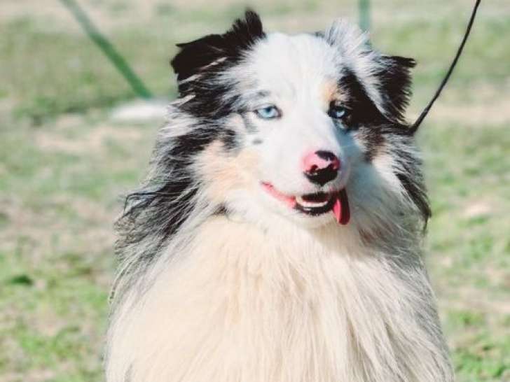 Chien adulte Berger Américain Miniature de 4 ans à acheter