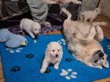Des chiots Bergers Blancs Suisses LOF à réserver