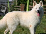 Des chiots Bergers Blancs Suisses LOF à réserver