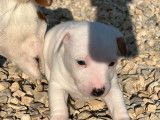 2 chiots femelles Jack Russell Terriers LOF à réserver