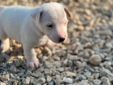 2 chiots femelles Jack Russell Terriers LOF à réserver