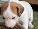 2 chiots femelles Jack Russell Terriers LOF à réserver