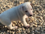 2 chiots femelles Jack Russell Terriers LOF à réserver