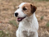 2 chiots femelles Jack Russell Terriers LOF à réserver