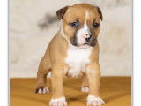 5 chiots American Staffordshire Terrier LOF disponibles &agrave; la r&eacute;servation