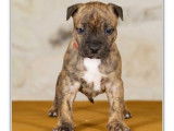 5 chiots American Staffordshire Terrier LOF disponibles &agrave; la r&eacute;servation