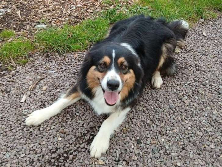 À vendre une chienne Berger Australien LOF noir âgée de 3 ans