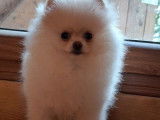 Un chiot femelle Loulou de Poméranie LOF blanc disponible à la vente