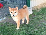 Chiot femelle Shiba Inu rouge LOF disponible à l’achat