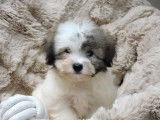 Des chiots Coton de Tuléar disponibles à la vente