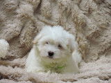 Des chiots Coton de Tuléar disponibles à la vente