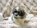 Des chiots Coton de Tuléar disponibles à la vente